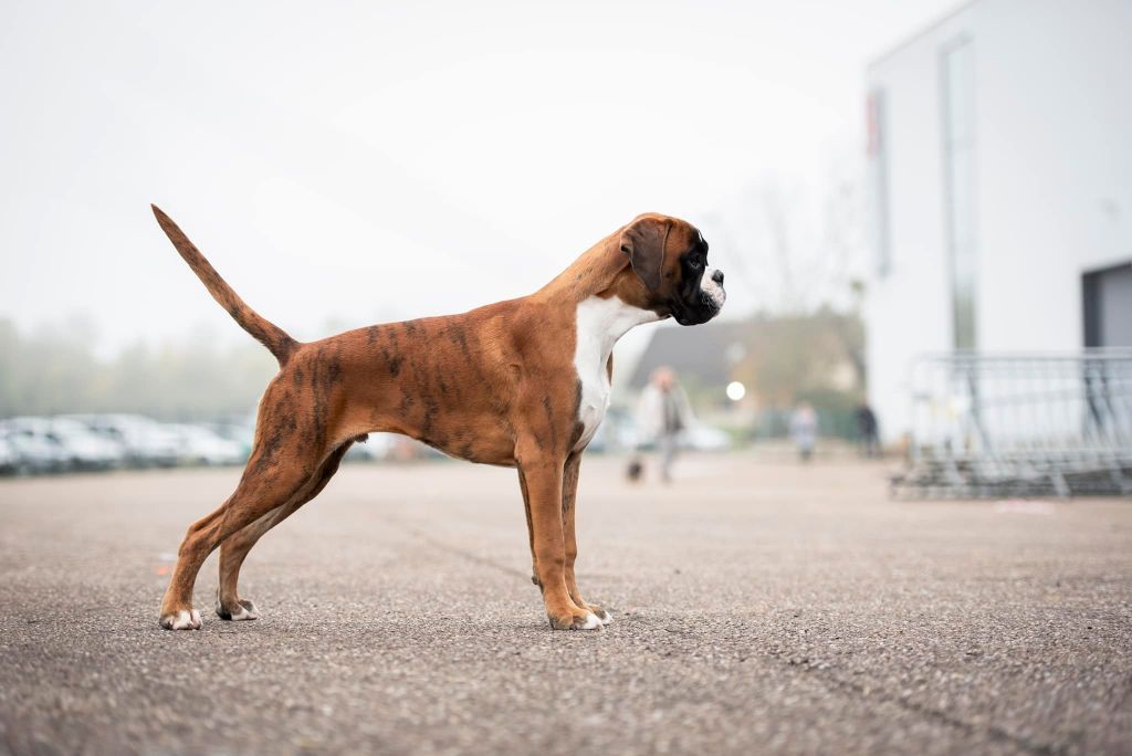 Valentino Des Fidèles Compagnons d'Uxen