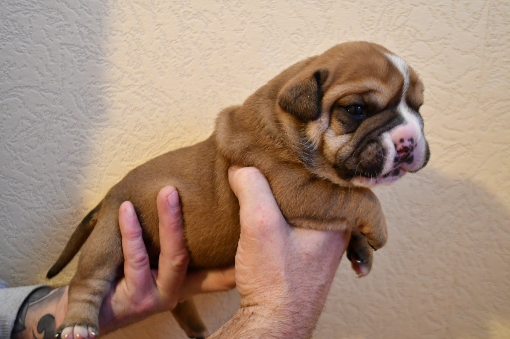 Des Fidèles Compagnons d'Uxen - Chiot disponible  - Bulldog continental