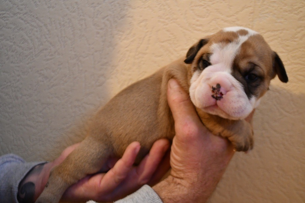 Des Fidèles Compagnons d'Uxen - Chiot disponible  - Bulldog continental