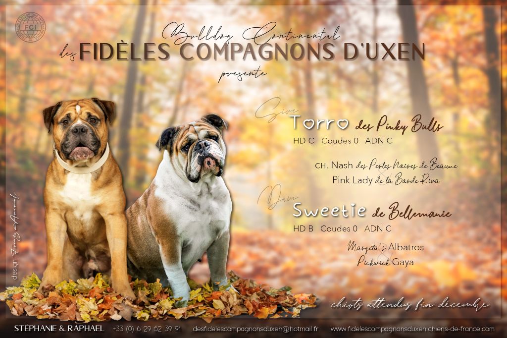 chiot Bulldog continental Des Fidèles Compagnons d'Uxen