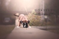 Norbert