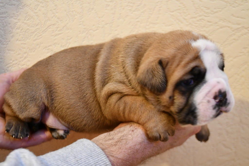 Des Fidèles Compagnons d'Uxen - Chiot disponible  - Bulldog continental