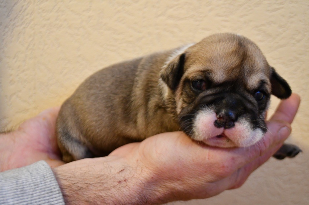 Des Fidèles Compagnons d'Uxen - Chiot disponible  - Bulldog continental