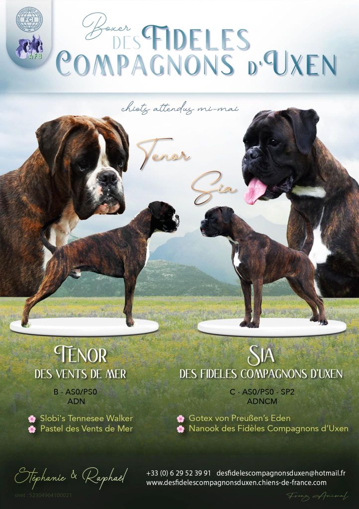 chiot Boxer Des Fidèles Compagnons d'Uxen