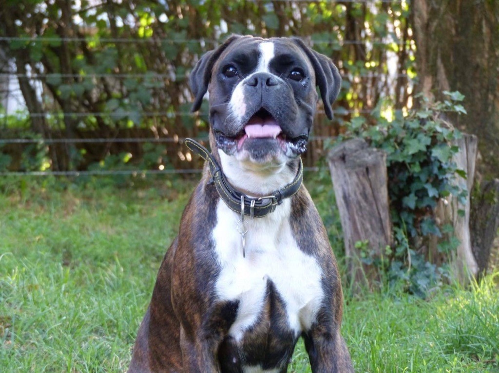 Nina Des Fidèles Compagnons d'Uxen