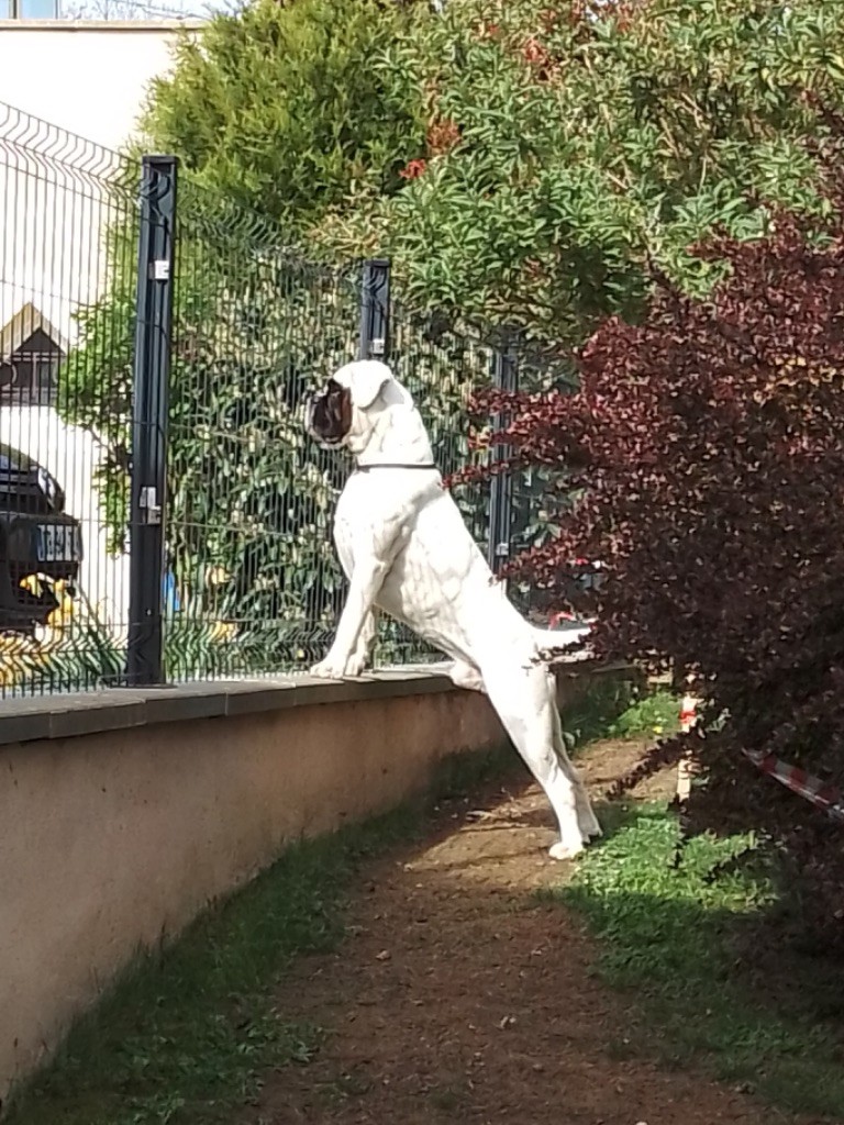 Nuttea Des Fidèles Compagnons d'Uxen