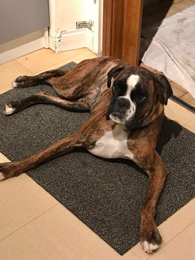 Pearl Des Fidèles Compagnons d'Uxen
