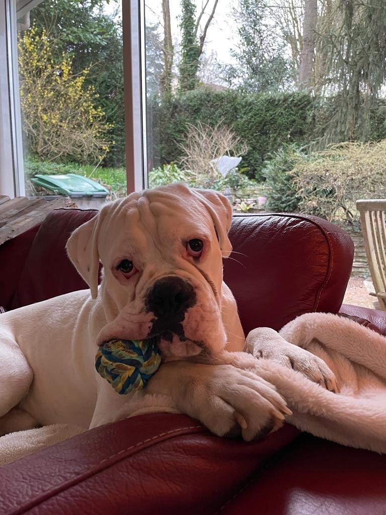Stanley Des Fidèles Compagnons d'Uxen