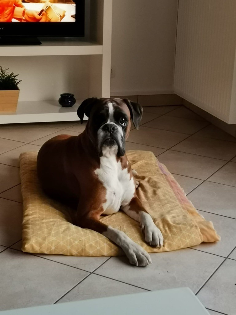 Lucky Des Fidèles Compagnons d'Uxen