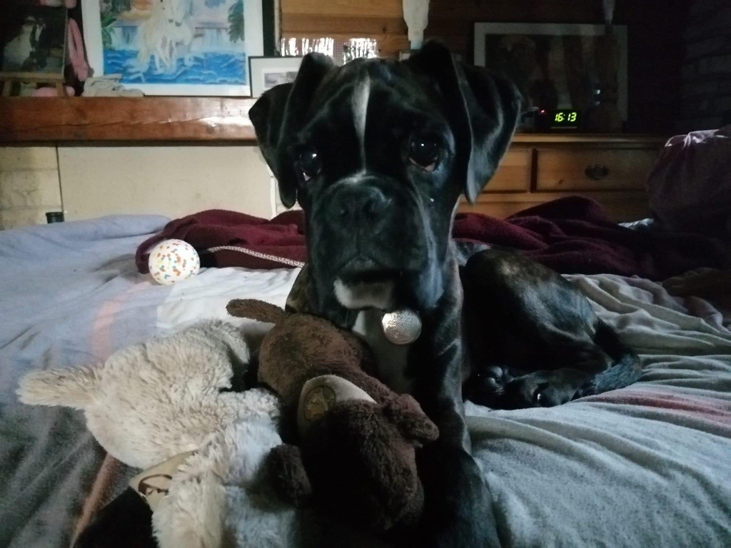 Sam Des Fidèles Compagnons d'Uxen