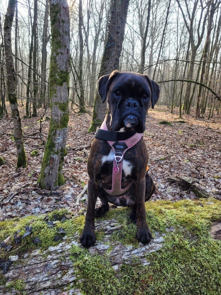Siana Des Fidèles Compagnons d'Uxen