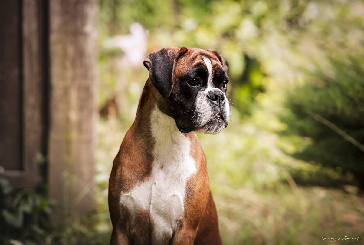 U be mine dite youbi Des Fidèles Compagnons d'Uxen