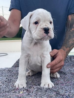 Uptown girl dite pearl Des Fidèles Compagnons d'Uxen