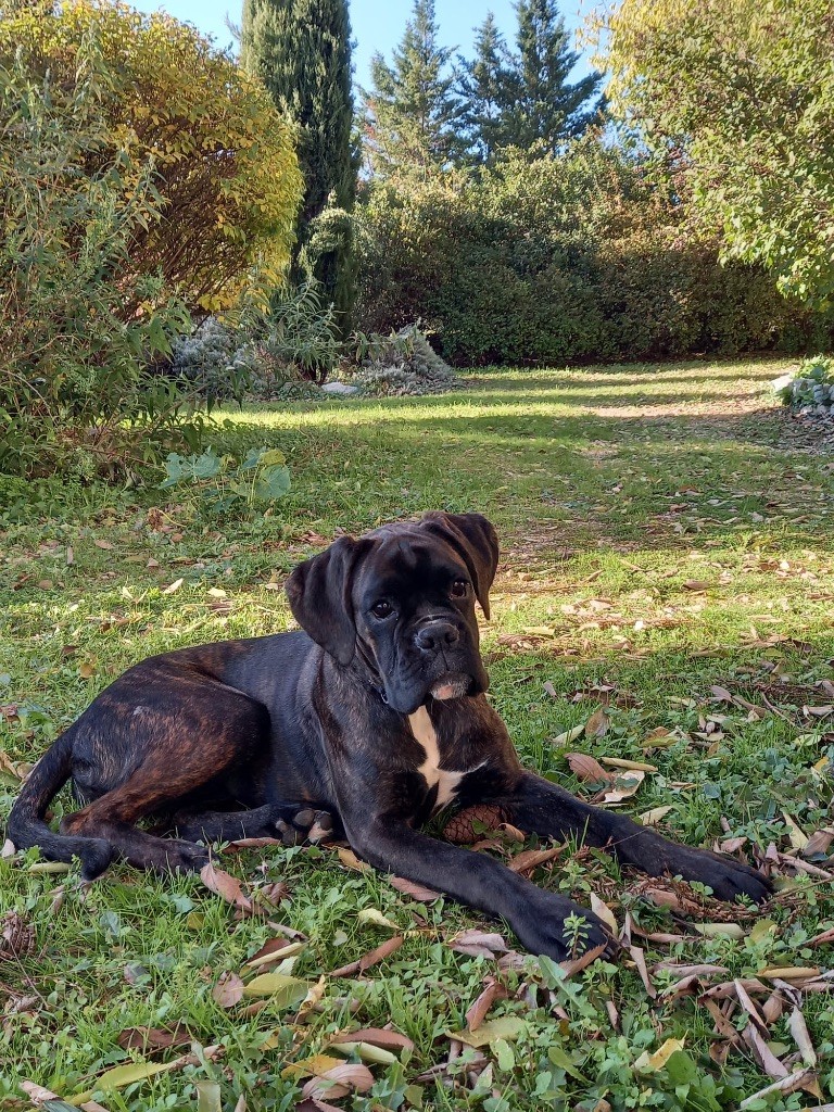 Vilma Des Fidèles Compagnons d'Uxen