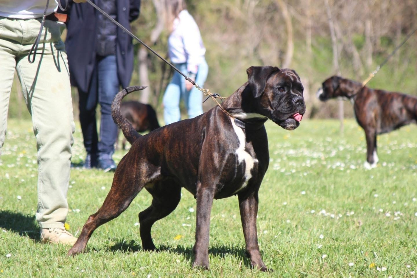 Vilma Des Fidèles Compagnons d'Uxen