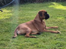 Aya Des Fidèles Compagnons d'Uxen