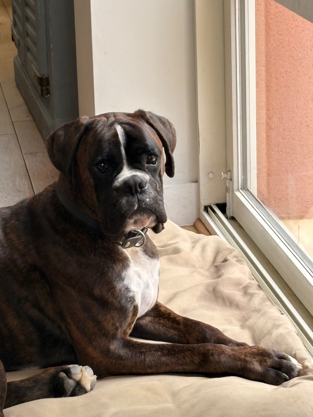 V'zeus Des Fidèles Compagnons d'Uxen