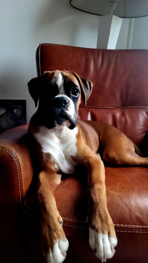Aksel Des Fidèles Compagnons d'Uxen