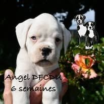 Angel dite aria Des Fidèles Compagnons d'Uxen