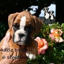 Adèle Des Fidèles Compagnons d'Uxen