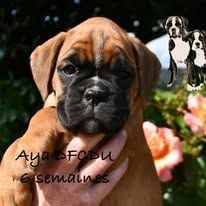 Aya Des Fidèles Compagnons d'Uxen
