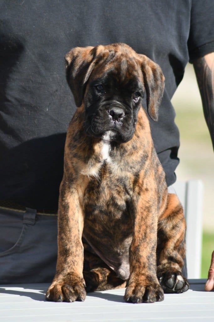 Athos Des Fidèles Compagnons d'Uxen