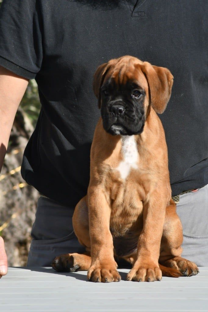 Attila Des Fidèles Compagnons d'Uxen