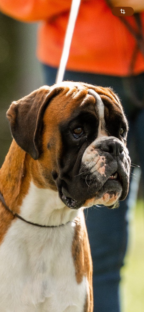 Valentino Des Fidèles Compagnons d'Uxen