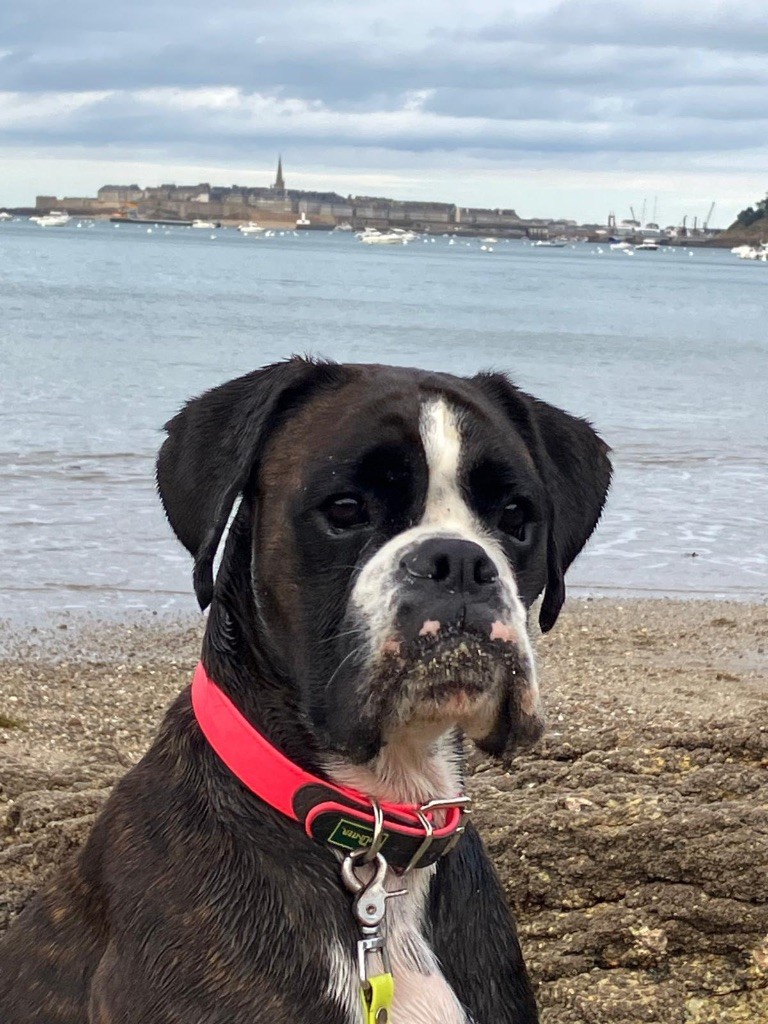 Ulia Des Fidèles Compagnons d'Uxen