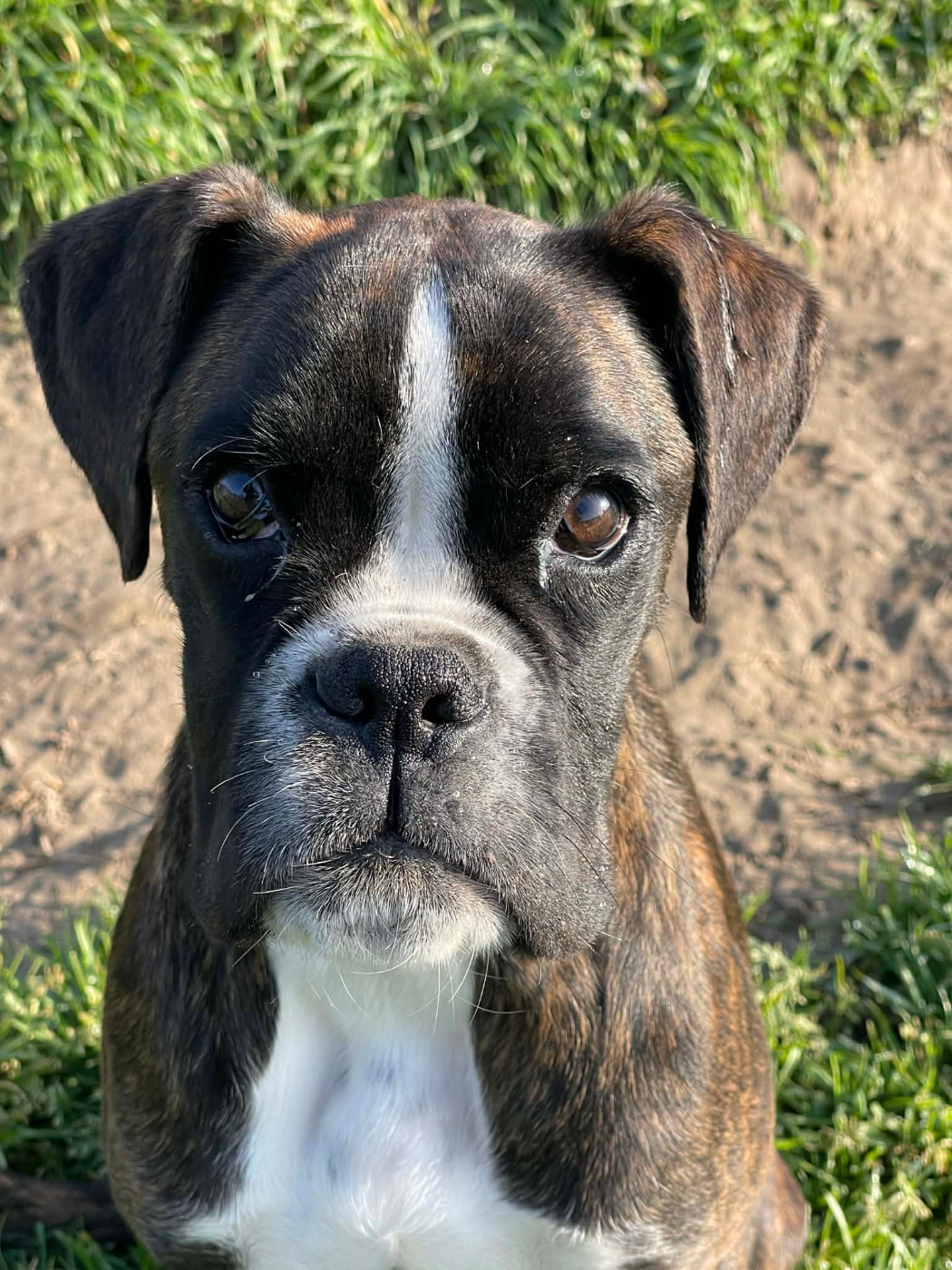 Alizée Du Soleil De L'aurion