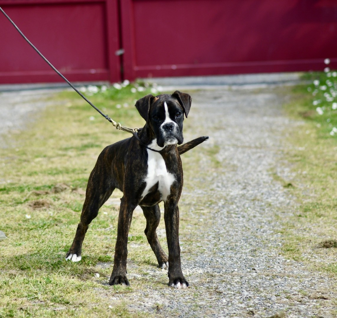 Alizée Du Soleil De L'aurion