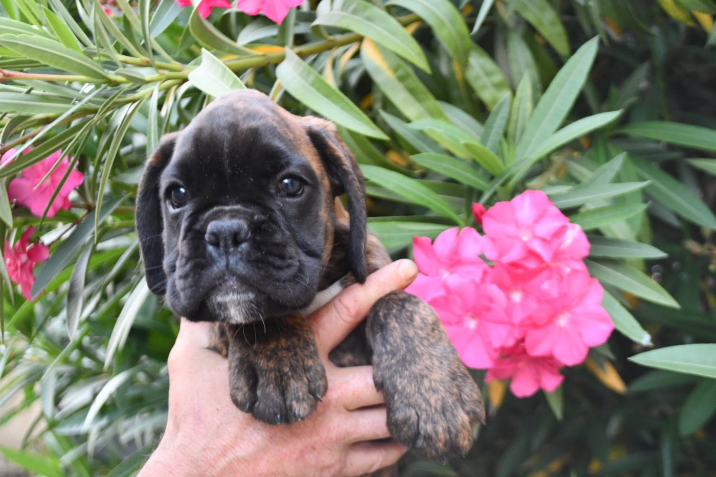 Billie Des Fidèles Compagnons d'Uxen
