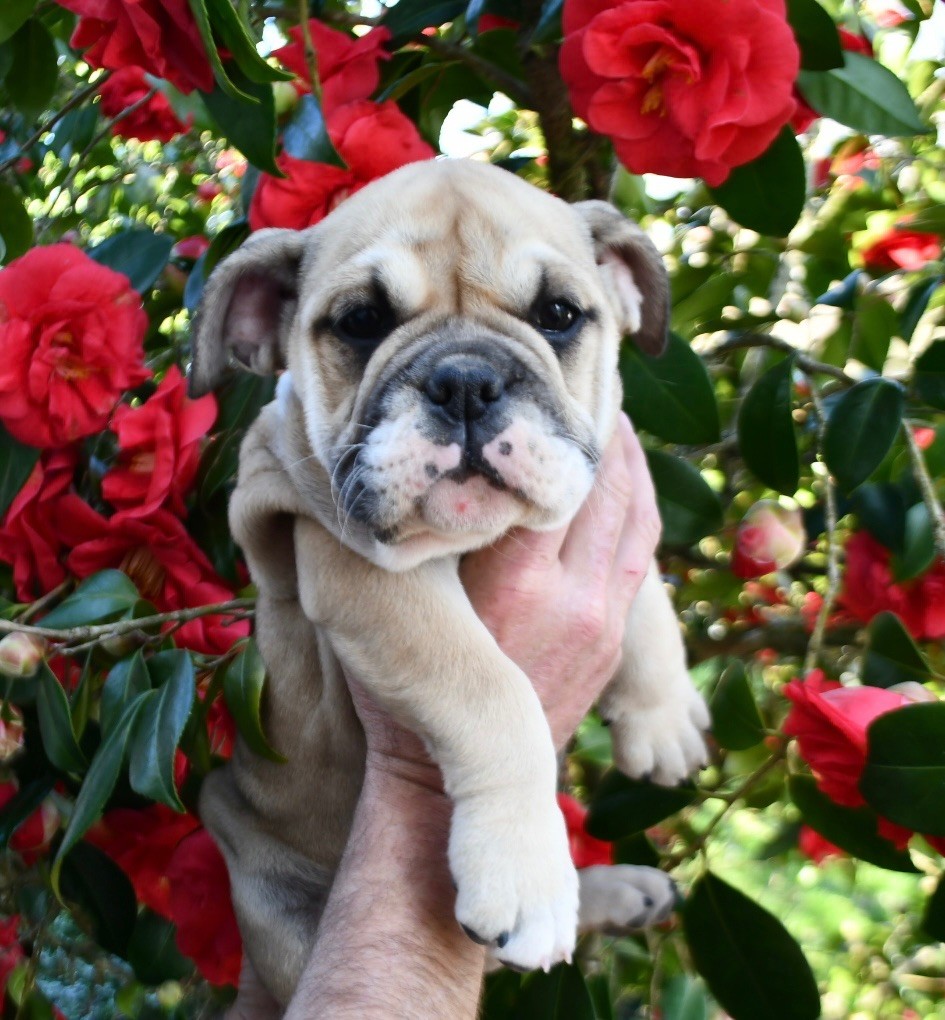 Des Fidèles Compagnons d'Uxen - Chiots disponibles - Bulldog continental