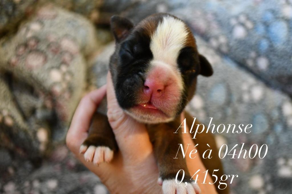 Des Fidèles Compagnons d'Uxen - Chiots disponibles - Boxer