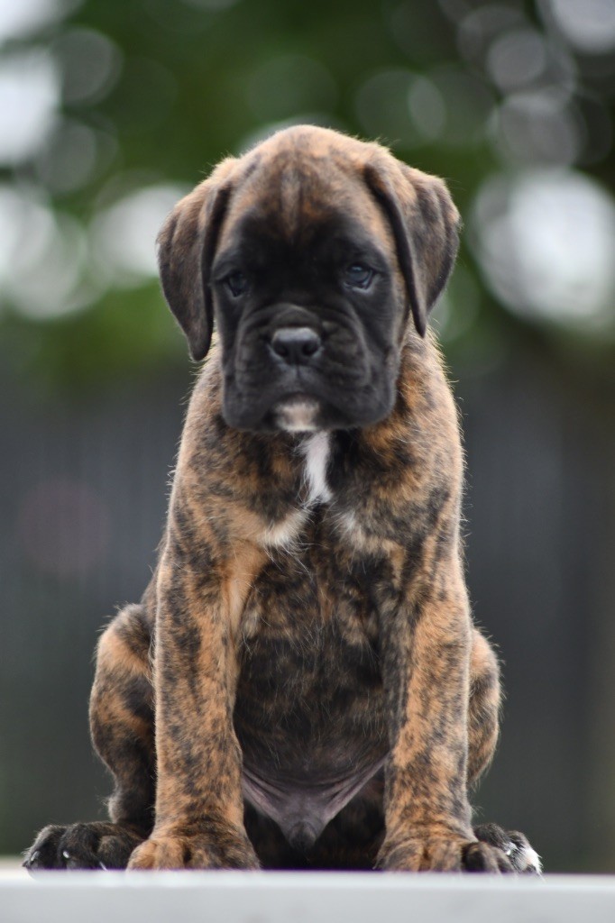Des Fidèles Compagnons d'Uxen - Chiots disponibles - Boxer