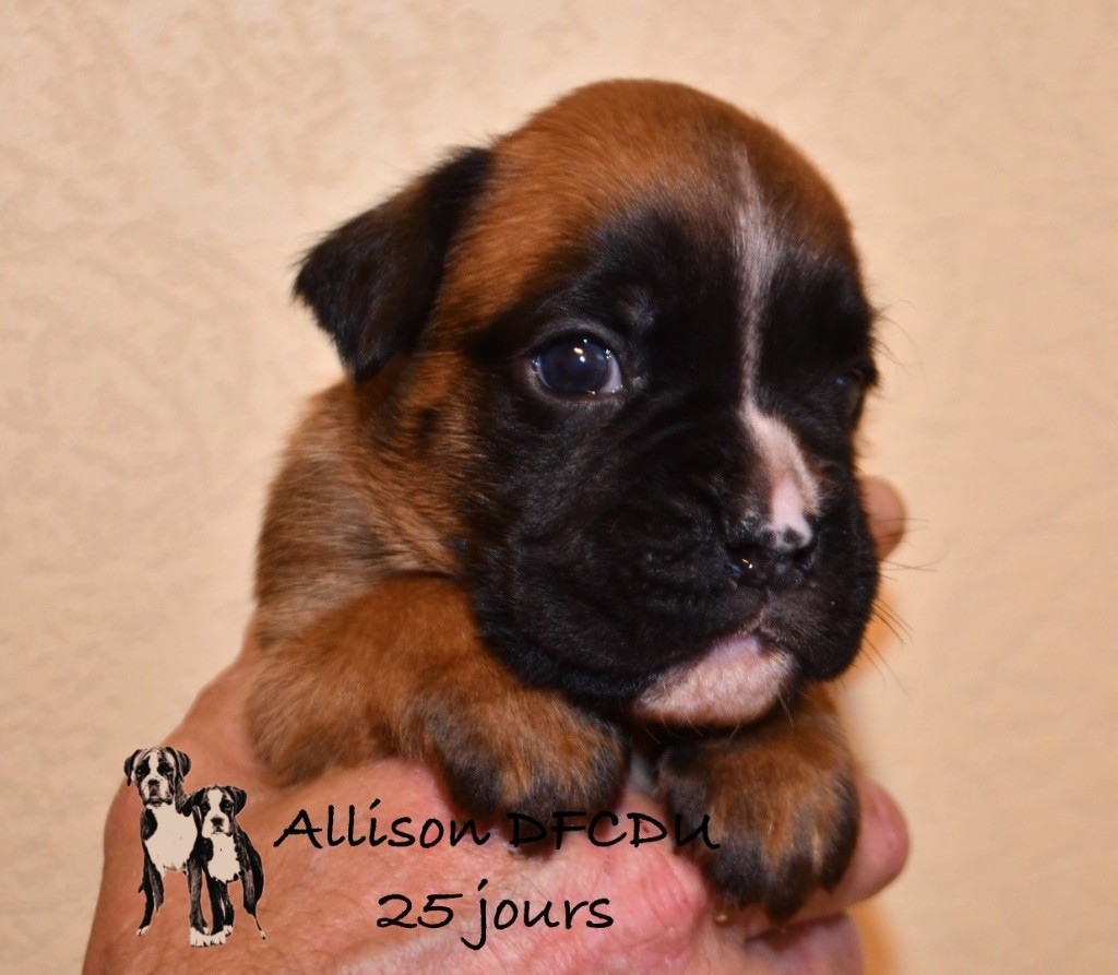 Des Fidèles Compagnons d'Uxen - Chiots disponibles - Boxer