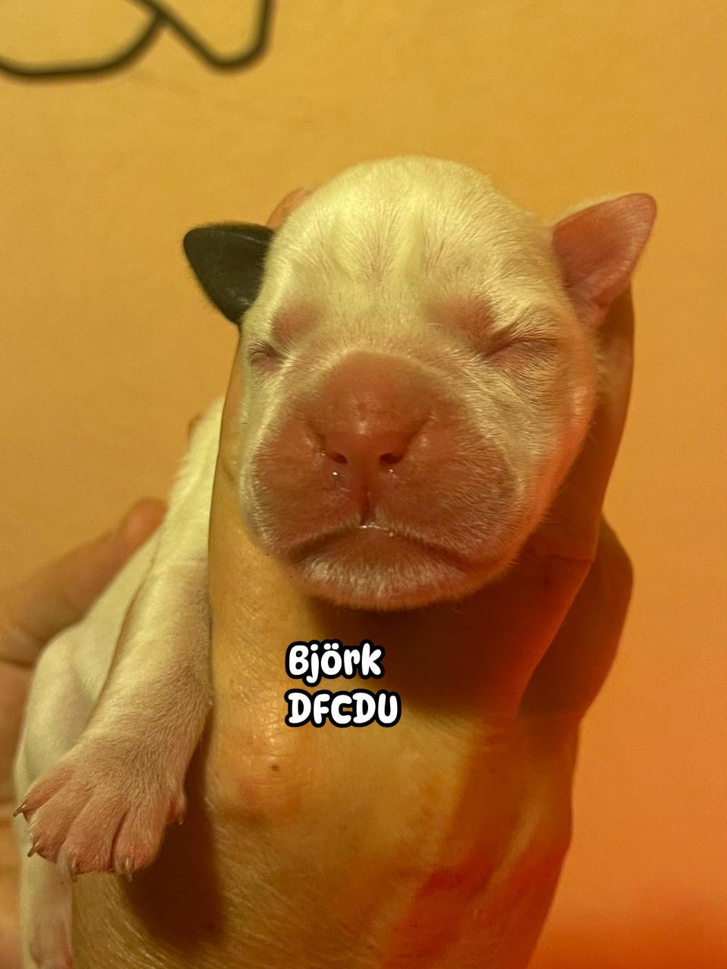 Des Fidèles Compagnons d'Uxen - Chiots disponibles - Boxer