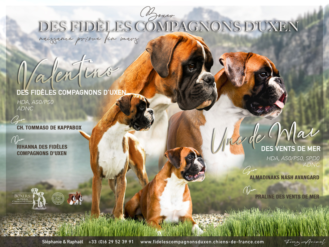 Chiot Boxer Des Fidèles Compagnons d'Uxen