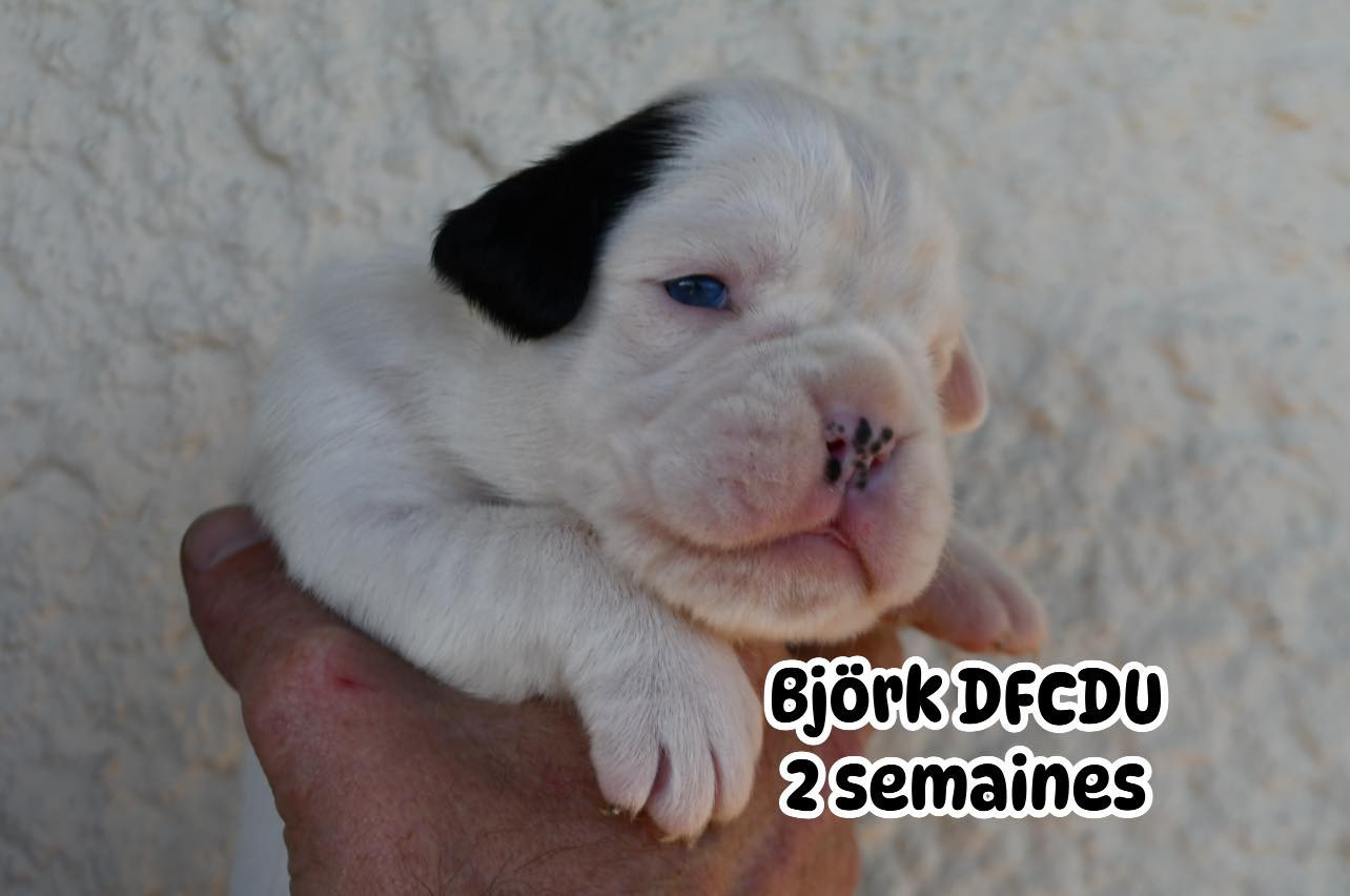 Des Fidèles Compagnons d'Uxen - Chiots disponibles - Boxer