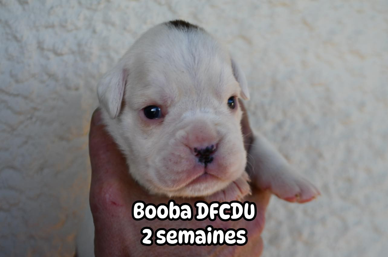 Des Fidèles Compagnons d'Uxen - Chiots disponibles - Boxer