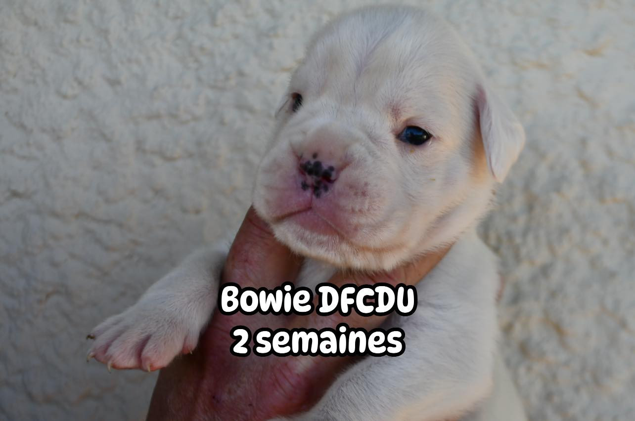 Des Fidèles Compagnons d'Uxen - Chiots disponibles - Boxer