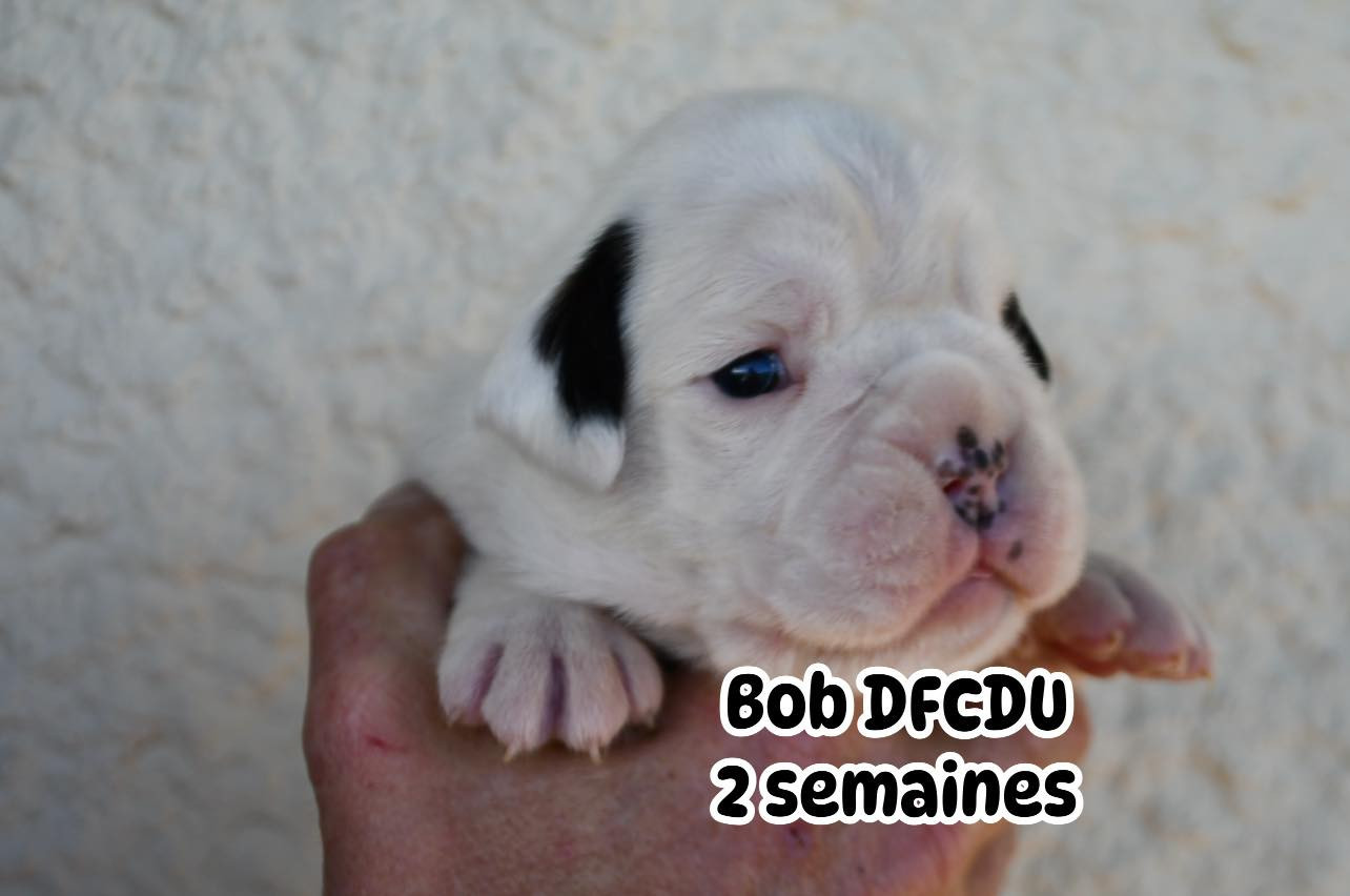 Des Fidèles Compagnons d'Uxen - Chiots disponibles - Boxer
