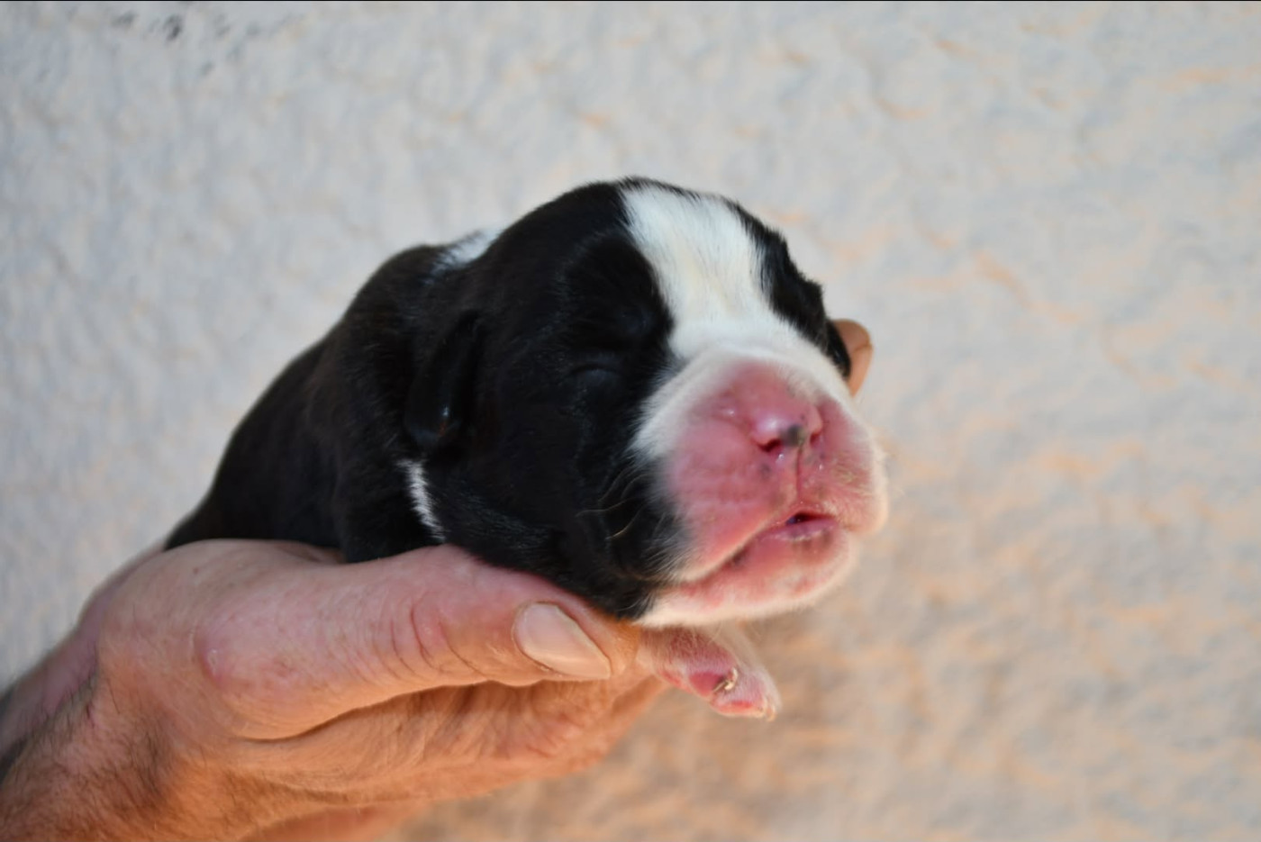 Des Fidèles Compagnons d'Uxen - Chiots disponibles - Boxer
