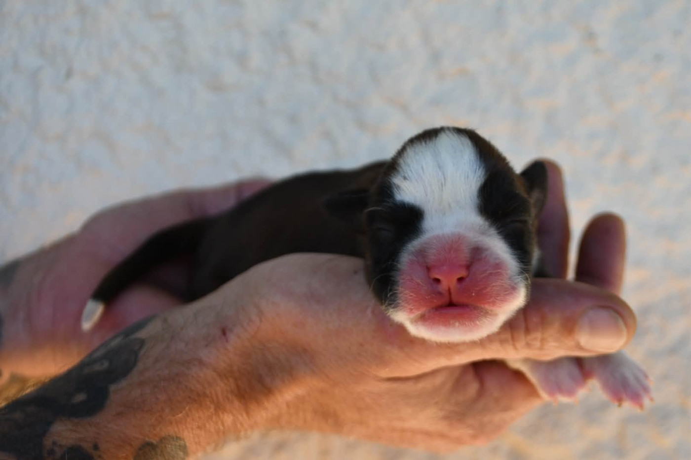 Des Fidèles Compagnons d'Uxen - Chiots disponibles - Boxer