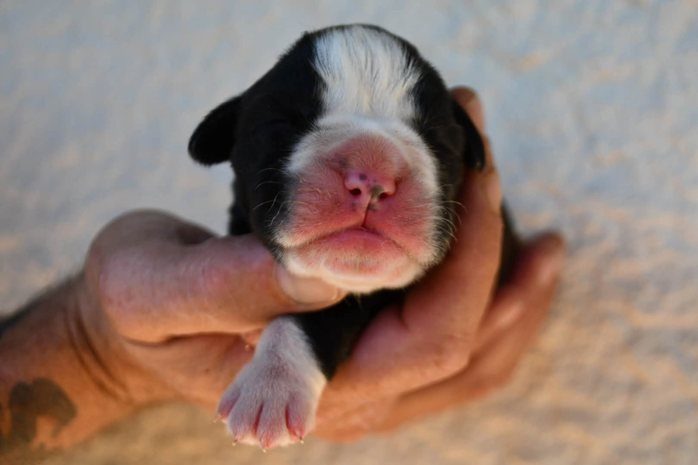 Des Fidèles Compagnons d'Uxen - Chiots disponibles - Boxer