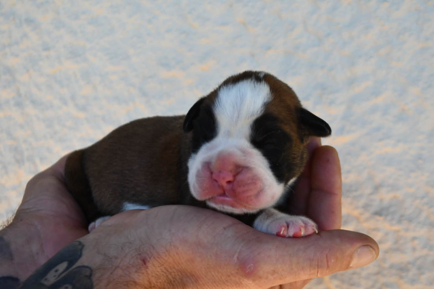 Des Fidèles Compagnons d'Uxen - Chiots disponibles - Boxer
