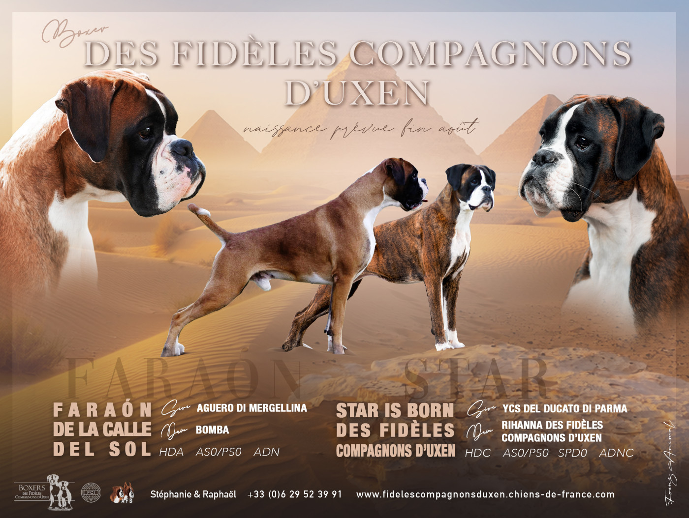 Chiot Boxer Des Fidèles Compagnons d'Uxen
