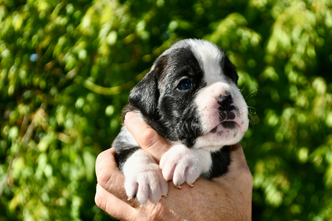 Des Fidèles Compagnons d'Uxen - Chiots disponibles - Boxer