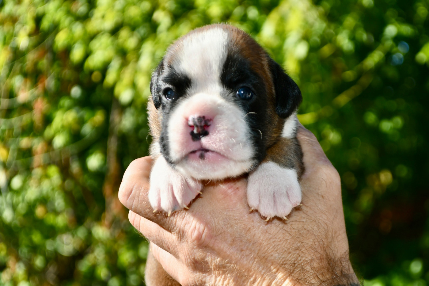 Des Fidèles Compagnons d'Uxen - Chiots disponibles - Boxer