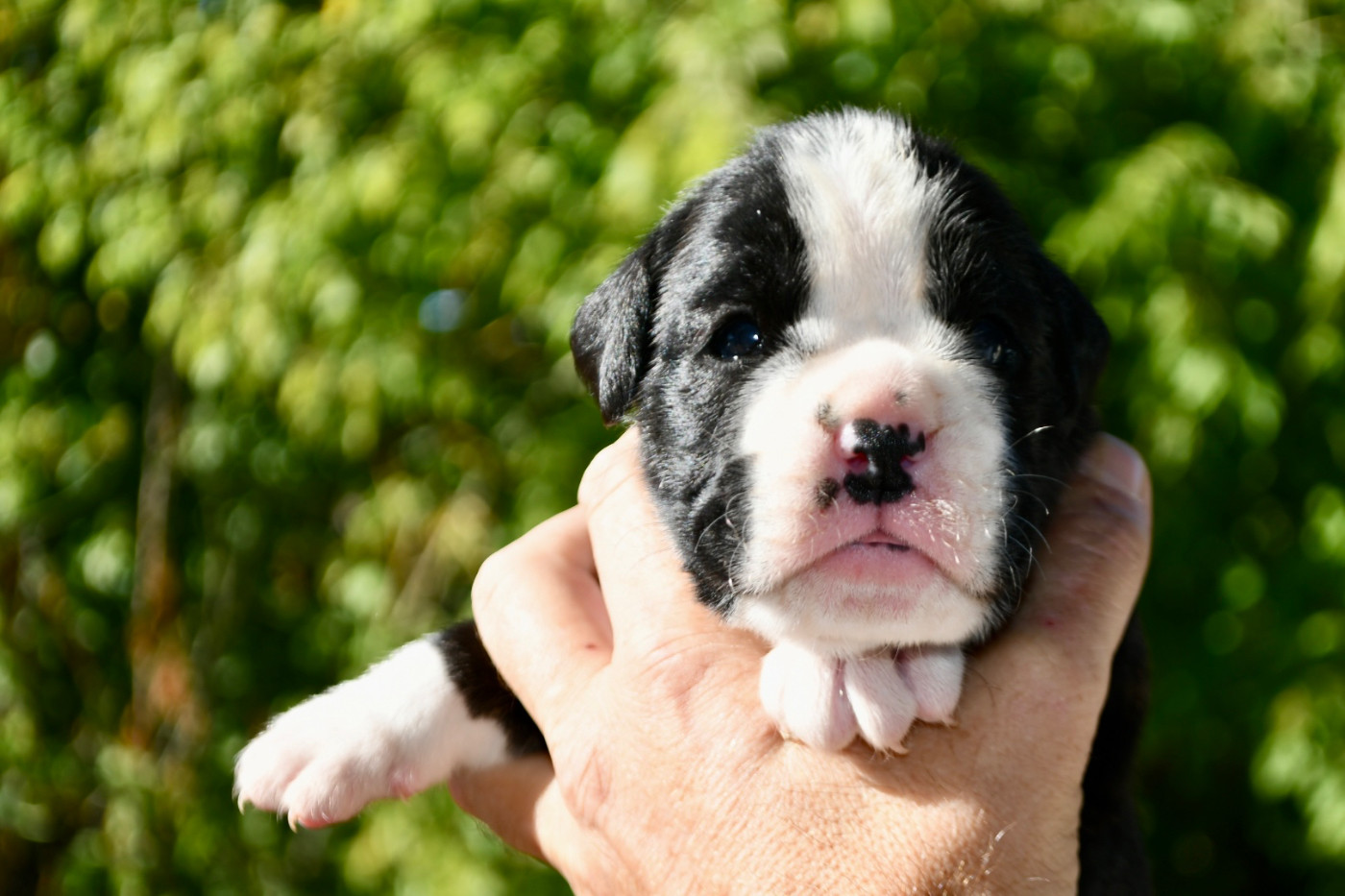 Des Fidèles Compagnons d'Uxen - Chiots disponibles - Boxer